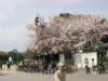 early cherry blossoms in Osaka-jo park, March 10