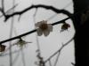 plum blossom