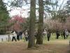 cherry blossoms in Kyoto, March 11