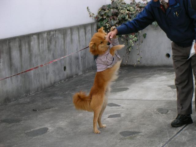 Cute dog