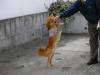 Cute dog