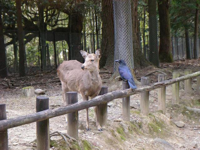 deer and raven, Nara park