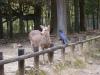 deer and raven, Nara park