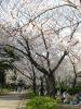 Sakura picnicers, Osaka