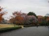 prune tree blooming in December