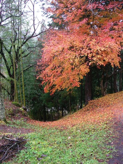 on the Magome - Tsumago trail