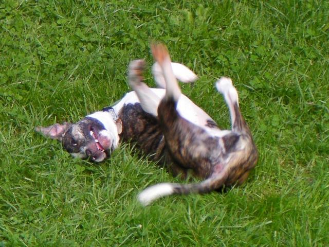 silly pit bull (May 2010)