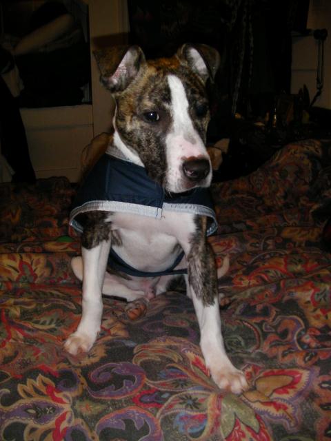 Ringo on the bed